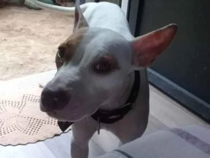 Cachorro ra a Pitbull misturado  idade 1 ano nome Jade