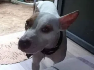 Cachorro raça Pitbull misturado  idade 1 ano nome Jade