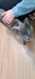 Ash