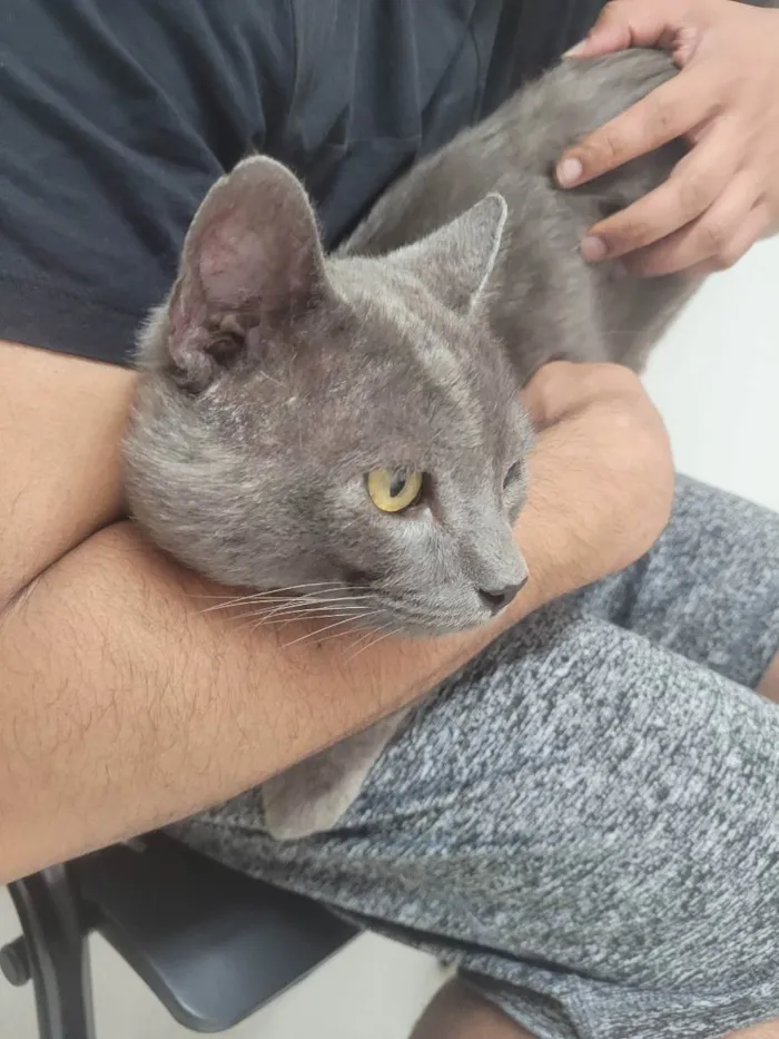 Gato ra a SDR idade 3 anos nome Ash