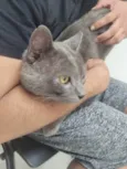 Ash