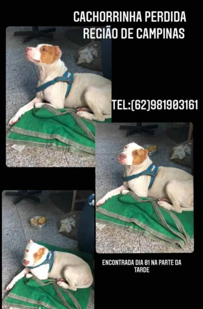 Cachorro ra a Pit Bull  idade  nome Princesa 