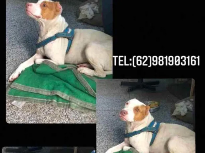 Cachorro ra a Pit Bull  idade  nome Princesa 