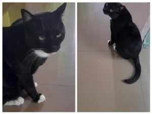 Gato raça Vira lata  idade 5 anos nome Negão 