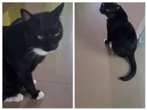 Gato raça Vira lata  idade 5 anos nome Negão 