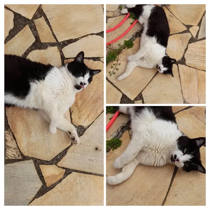 Gato ra a Vira lata  idade 5 anos nome Pingo 