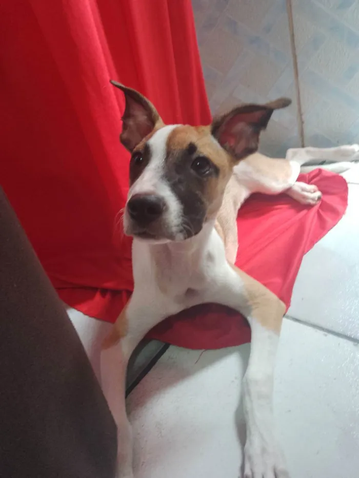 Cachorro ra a Pitbull com viralata idade 2 a 6 meses nome Akira