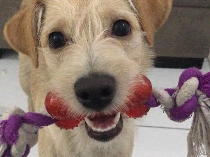 Cachorro ra a Vira-lata  idade 2 a 6 meses nome Maya 