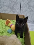 Gato raça Felino SRD idade 2 a 6 meses nome Pérola 