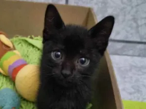 Gato raça Felino SRD idade 2 a 6 meses nome Pérola 