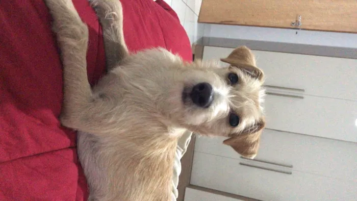 Cachorro ra a Vira-lata  idade 2 a 6 meses nome Maya 