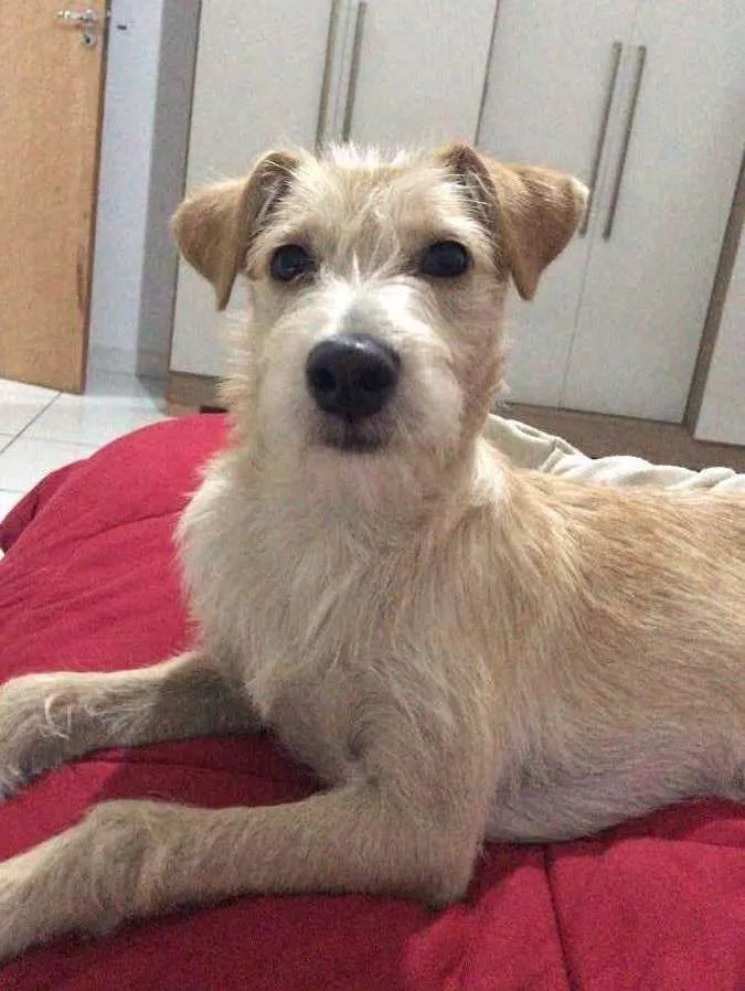 Cachorro ra a Vira-lata  idade 2 a 6 meses nome Maya 