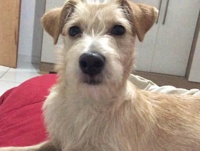 Cachorro ra a Vira-lata  idade 2 a 6 meses nome Maya 