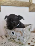 Belinha