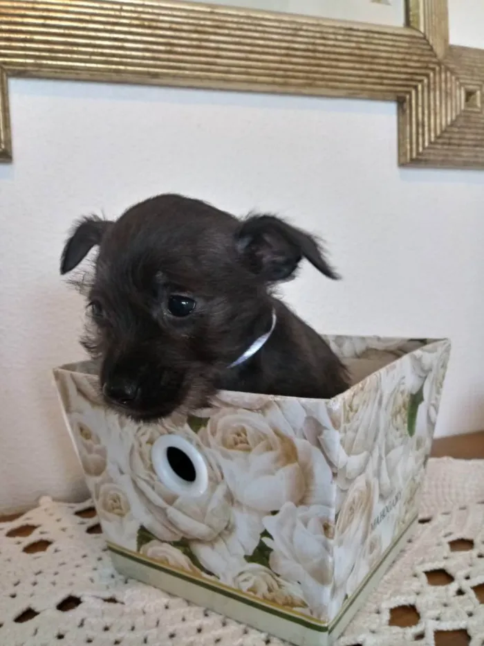 Cachorro ra a S/R idade Abaixo de 2 meses nome Belinha