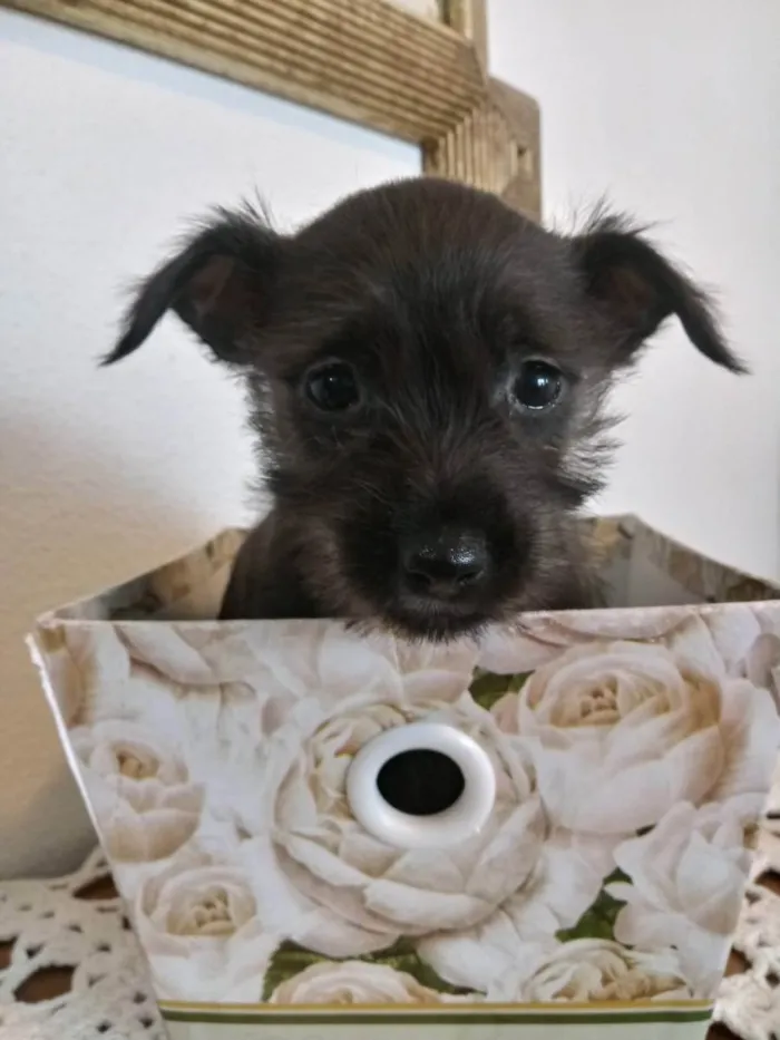 Cachorro ra a S/R idade Abaixo de 2 meses nome Belinha