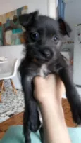Belinha