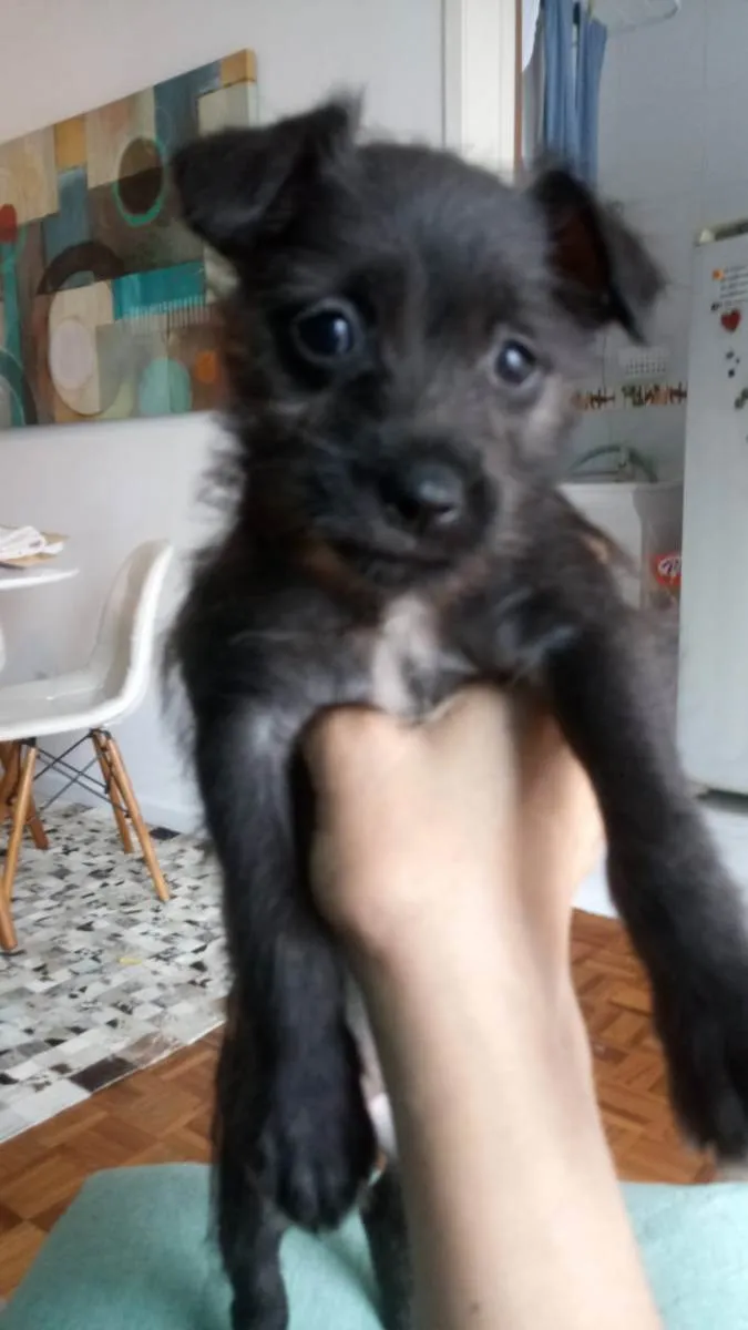 Cachorro ra a S/R idade Abaixo de 2 meses nome Belinha