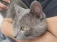 Ash