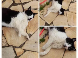 Gato raça Vira lata  idade 5 anos nome Pingo 