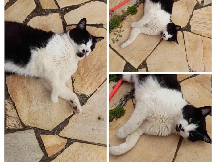 Gato ra a Vira lata  idade 5 anos nome Pingo 