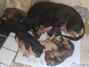 Cachorro raça Baser idade 2 a 6 meses nome Filhotes 