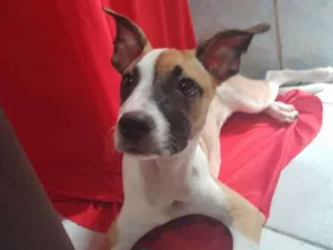 Cachorro raça Pitbull com viralata idade 2 a 6 meses nome Akira