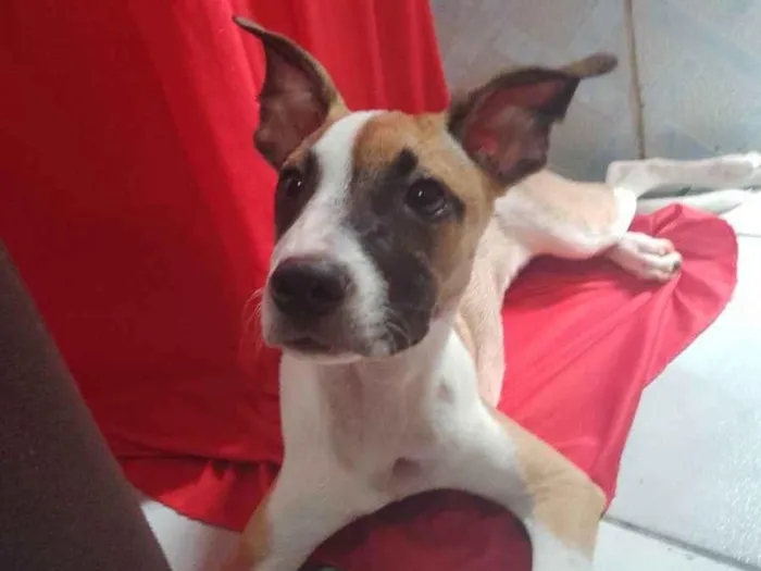 Cachorro ra a Pitbull com viralata idade 2 a 6 meses nome Akira