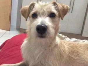 Cachorro raça Vira-lata  idade 2 a 6 meses nome Maya 