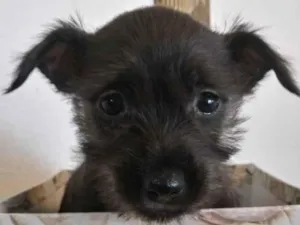 Cachorro raça S/R idade Abaixo de 2 meses nome Belinha