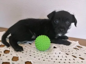 Cachorro raça S/R idade Abaixo de 2 meses nome FEIJÃO