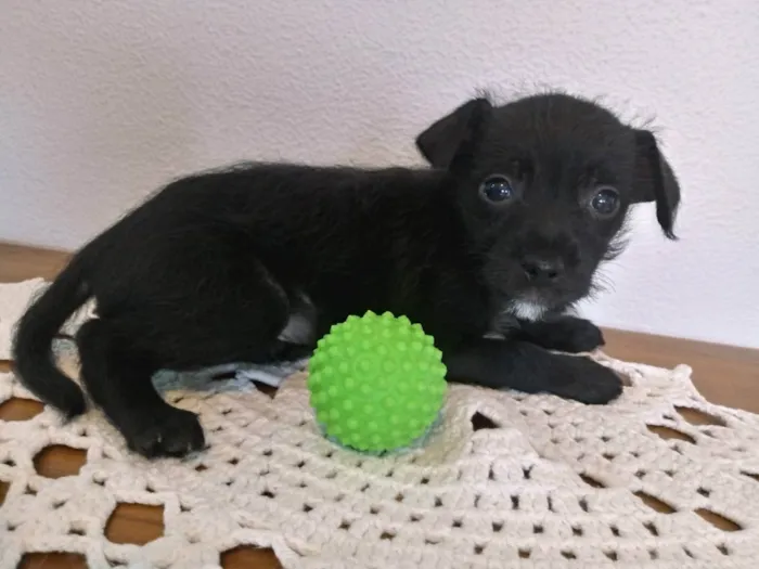 Cachorro ra a S/R idade Abaixo de 2 meses nome FEIJÃO