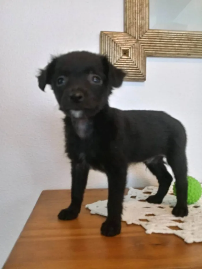 Cachorro ra a S/R idade Abaixo de 2 meses nome FEIJÃO