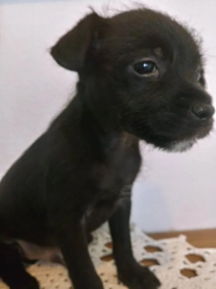 Cachorro ra a S/R idade Abaixo de 2 meses nome FEIJÃO
