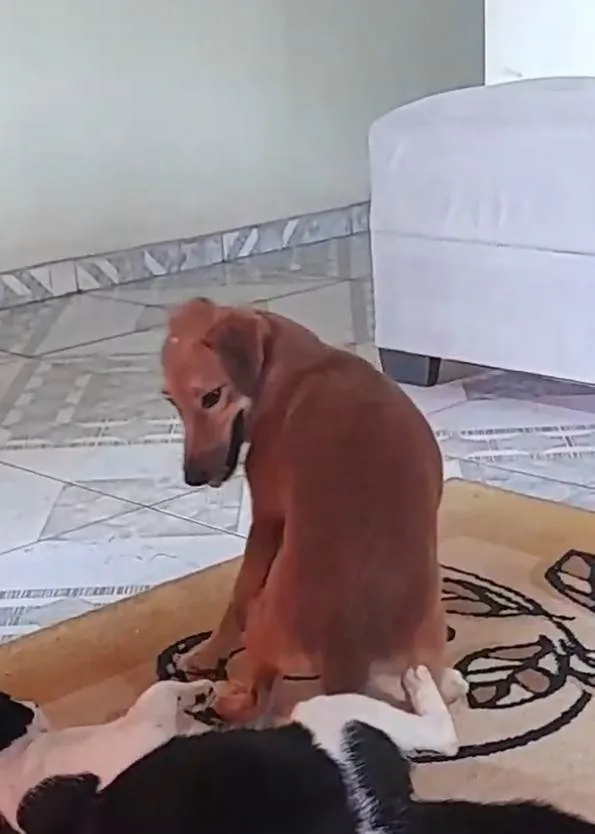 Cachorro ra a Viralata idade 2 anos nome Girassol