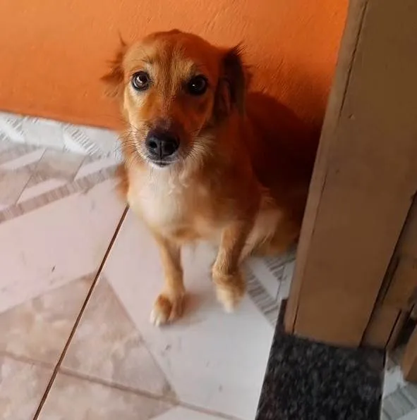 Cachorro ra a Viralata idade 2 anos nome Girassol