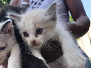 Gato raça SRD idade Abaixo de 2 meses nome Filhotes