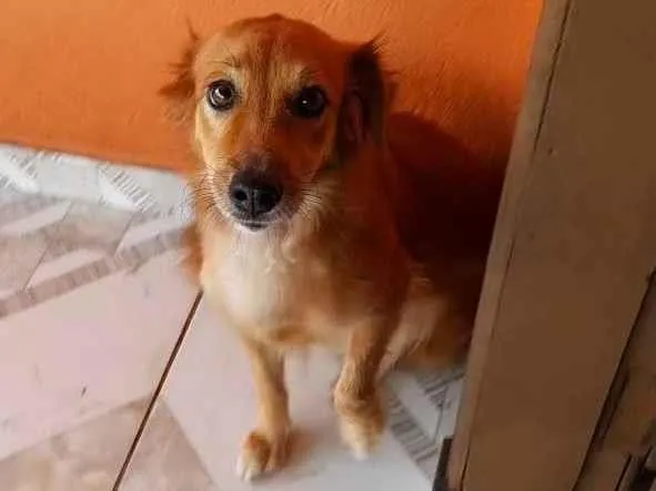 Cachorro ra a Viralata idade 2 anos nome Girassol