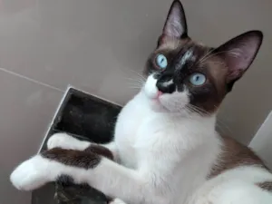 Gato raça Siamês  idade 2 anos nome Nike 