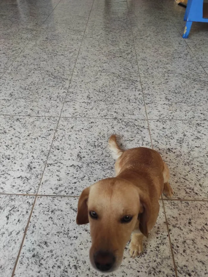 Cachorro ra a Vira idade 1 ano nome Max