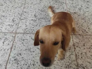 Cachorro raça Vira idade 1 ano nome Max