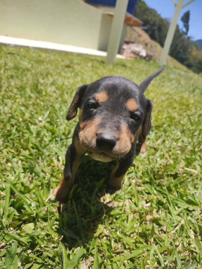 Cachorro ra a Vira Lata idade Abaixo de 2 meses nome Sem Nome