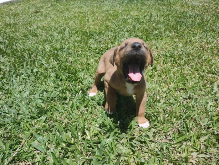 Cachorro ra a Vira Lata idade Abaixo de 2 meses nome Sem Nome