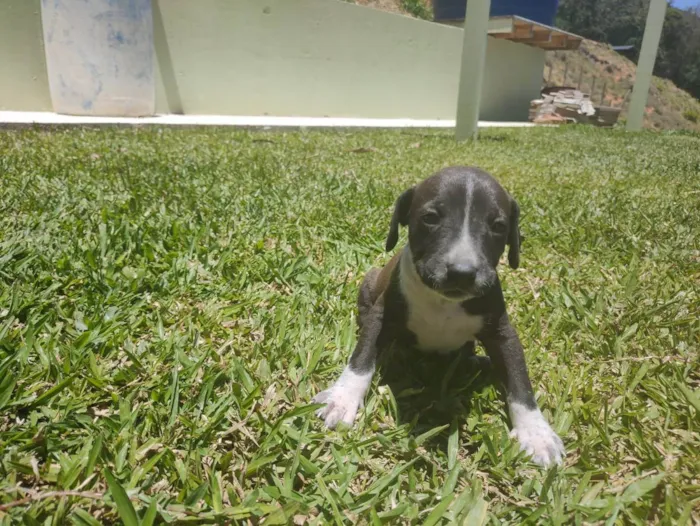 Cachorro ra a Vira Lata idade Abaixo de 2 meses nome Sem Nome