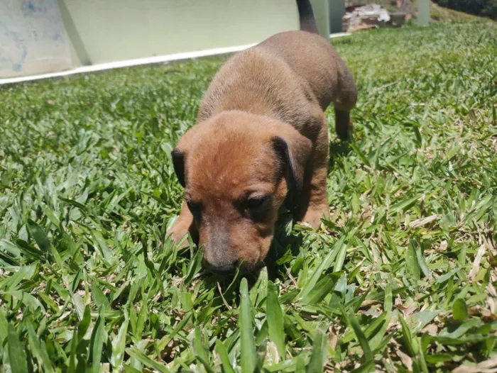 Cachorro ra a Vira Lata idade Abaixo de 2 meses nome Sem Nome