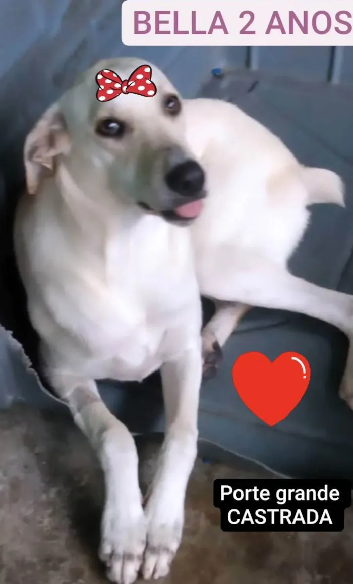 Cachorro ra a Srd idade  nome Ana Bella