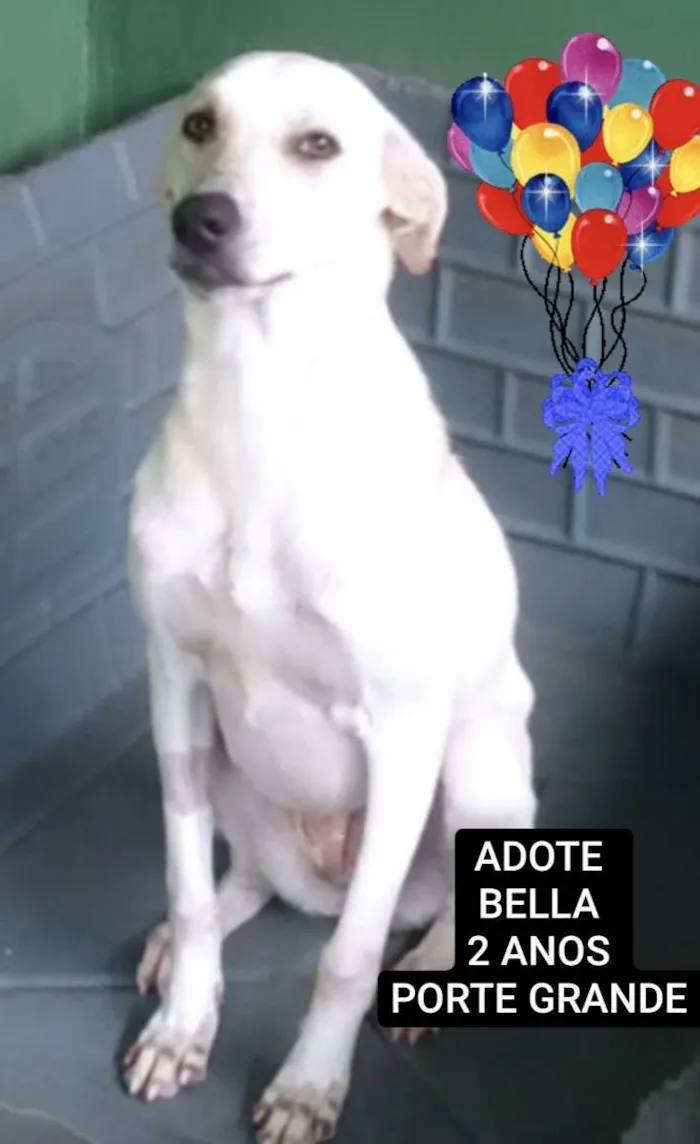 Cachorro ra a Srd idade  nome Ana Bella