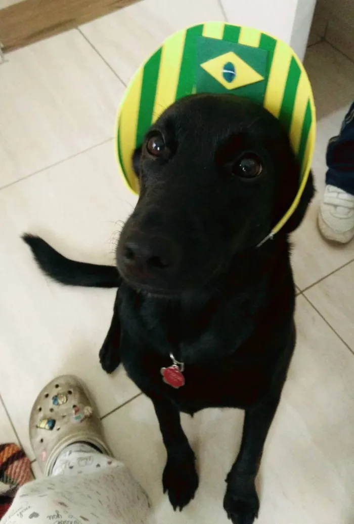 Cachorro ra a SRD idade 3 anos nome Léia