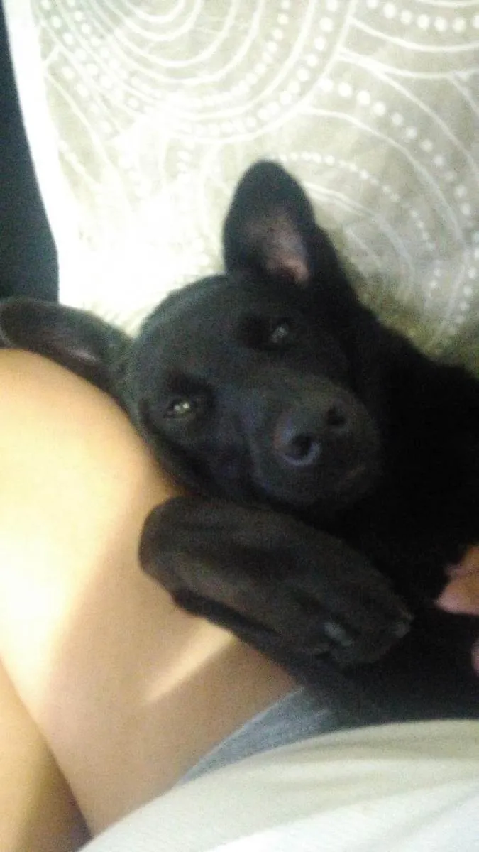 Cachorro ra a SRD idade 3 anos nome Léia