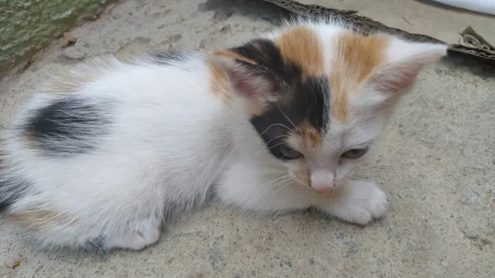 Gato ra a indefinida idade Abaixo de 2 meses nome Noite